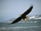 Buy An American Bald Eagle in Flight over Water with a Fish in its Talons at AllPosters.com