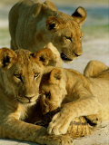 Young Lions Investigate a Leopard Tortoise