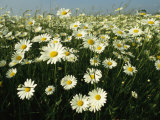 Field Filled with Daisies in Bloom