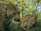 Leopards Nuzzle in the Heat of the Day