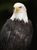 Portrait of an American Bald Eagle