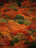 Autumn Foliage Decorates the Park