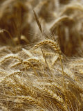 Buy A Close View of a Wheat Plant at AllPosters.com