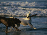 Two Labrador Retrievers Play with a Stick on a Beach