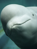 Buy The Friendly Face of a Beluga Whale in Extreme Close-up at AllPosters.com