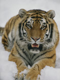 A Siberian Tiger at the Minnesota Zoological Garden