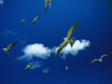 Sooty Terns in Flight over Their Rookery in a Blue Sky