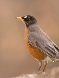 An American Robin (Turdus Migratorius) in Lincoln, Nebraska