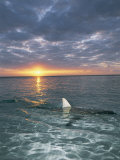 Buy The Fin of a Blacktip Shark Pokes Above the Waters Surface at Sunset at AllPosters.com