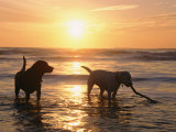 Labrador Retrievers Play in the Water at Sunset