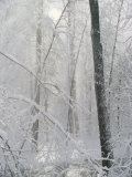 Buy Snow Paints Trees White in the Woods of New York at AllPosters.com