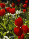Buy Close View of Tulip Bulbs at AllPosters.com