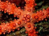 A Close View of a Starfish