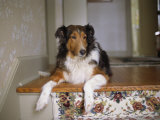A Collie Rests at the Top of the Stairway