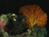 Pink Amemonefish Swimming Around an Anemone and Sea Fan