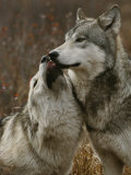 Gray Wolf Submits to the Alpha