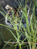 A Tiger Peers out from Behind a Bunch of Grass