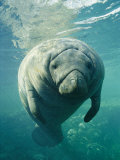Buy A Portrait of a Florida Manatee at AllPosters.com
