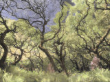 Oak Trees Stretch Gnarled Branches Skyward