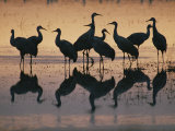 Silhouetted Greater Sandhill Cranes in the Water