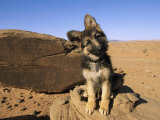 Portrait of a Puppy Next to a Rock Carved with Anasazi Petroglyphs