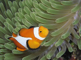 A Clown Anemonefish Amid the Stinging Tentacles of a Sea Anemone