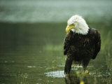 Buy An American Bald Eagle Stares Intently Down at its Prey Below at AllPosters.com