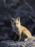 An Arctic Fox Poses on a Rock