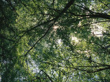 Buy Dappled Morning Sunlight Through a Canopy of Poplar Trees at AllPosters.com