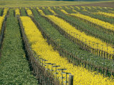 Vineyards in Californias Edna Valley