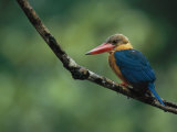 A Colorful Stork-Billed Kingfisher, Pelargopsis Capensis