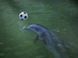 Buy A Bottlenose Dolphin Approaches a Soccer Ball at AllPosters.com