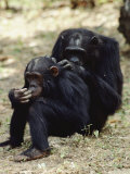 Buy Two of the Many Chimpanzees Studied by Jane Goodall at Gombe Stream National Park at AllPosters.com