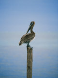 A Pelican Perches Atop a Dock Piling