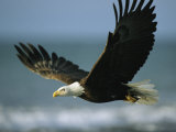An American Bald Eagle in Flight over Water with a Fish in its Talons