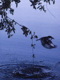 Leaving a Ring of Disturbed Water Behind Him, a Pied Kingfisher Carries off a Fish