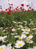 Buy Wildflower Farming on a Kibbutz in Springtime at AllPosters.com