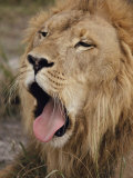Buy Male African Lion with its Mouth Wide Open at AllPosters.com