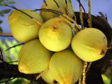 Buy A Close View of Coconuts in Cozumel at AllPosters.com