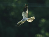 Raptor in Flight