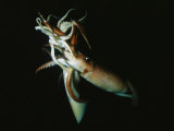 Pair of Giant Or Humboldt Squid in a Mating Embrace