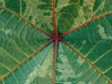 Close View of a Leaf