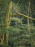 A Leopard Sits in a Tree