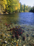 Red Salmon, Also Known as Sockeye Salmon, Swim in a Large Group