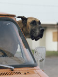 Buy View of a Great Dane Sticking its Head out a Window of a Parked Car at AllPosters.com