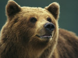 Buy A Close View of the Face of a Brown Bear at AllPosters.com