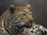 Close View of a Leopard