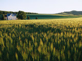 Buy Wheatfields Glowing in the Sun and a Farmhouse in the Distance at AllPosters.com