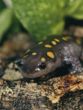 A Captive Spotted Salamander