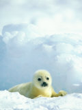 A Newborn Harp Seal Pup in a Thin White Coat Stares Directly at the Camera
